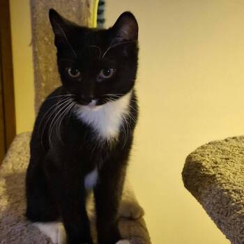 Tuxedo Cats Available for Adoption in Farmington, Minnesota - Pepe | PetCurious