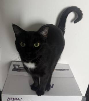 Rescue Domestic Short Hair Cats for Adoption in West Hollywood, California - Gabbana (bonded To Dolce) | PetCurious