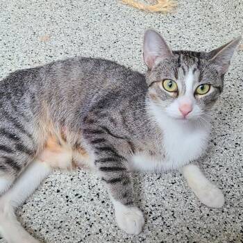 Sea Star -  Domestic Short Hair Cat for Adoption in Oak Park, Illinois - Sea Star | PetCurious