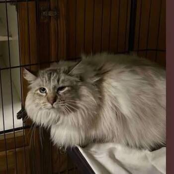 Pearl -  Domestic Long Hair Cat for Adoption in Nampa, Idaho - Pearl | PetCurious