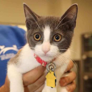 Rescue Domestic Short Hair Cats for Adoption in Port Washington, New York - Diane | PetCurious