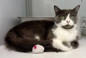 Vanna -  Domestic Medium Hair Cat for Adoption in Alexandria, Virginia - Vanna | PetCurious