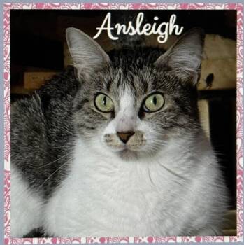 Rescue Domestic Short Hair Cats for Adoption in Pawleys Island, South Carolina - Ansleigh | PetCurious
