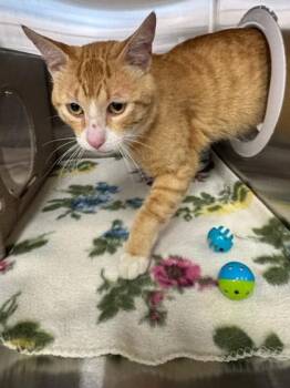 Oliver -  Domestic Short Hair Cat for Adoption in Missoula, Montana - Oliver | PetCurious