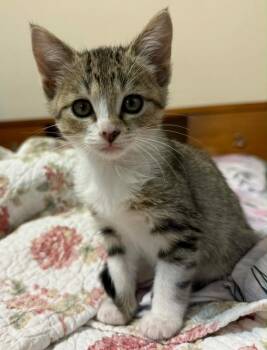 Holly -  Domestic Short Hair Cat for Adoption in Valley Park, Oklahoma - Holly | PetCurious