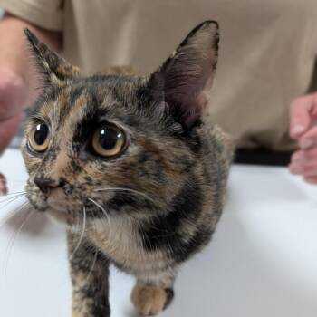 Baby -  Domestic Short Hair Cat for Adoption in Canton, Illinois - Baby | PetCurious