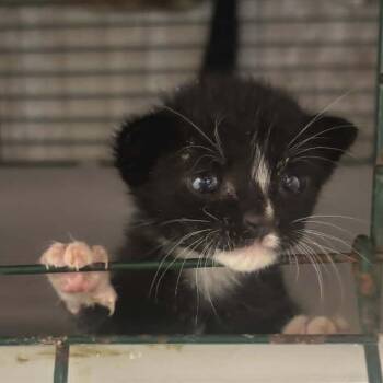 Rowdy -  Domestic Short Hair Cat Available for Adoption in Charlottesville, Virginia - Rowdy | PetCurious