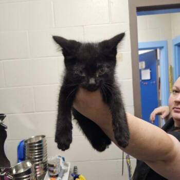 Tad Pohl -  Domestic Short Hair Cat for Adoption in Burlington, Iowa - Tad Pohl | PetCurious