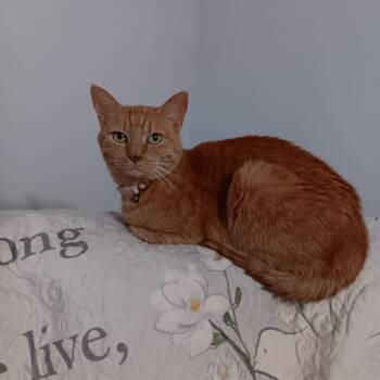 Domestic Short Hair Cats Available for Adoption in Yuma, Arizona - Rosie | PetCurious