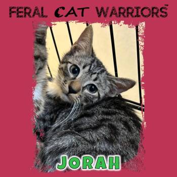 Jorah -  Domestic Short Hair Cat for Adoption in Kingman, Arizona - Jorah | PetCurious
