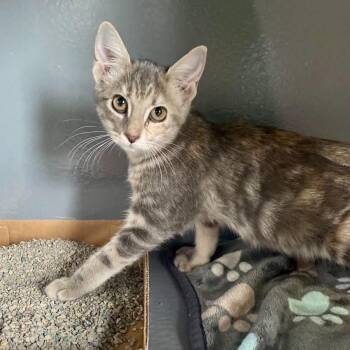 Almond Joy -  Domestic Short Hair Cat for Adoption in Kyle, Texas - Almond Joy | PetCurious