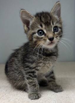 Faith -  Domestic Short Hair Cat Available for Adoption in Park Row, Texas - Faith | PetCurious