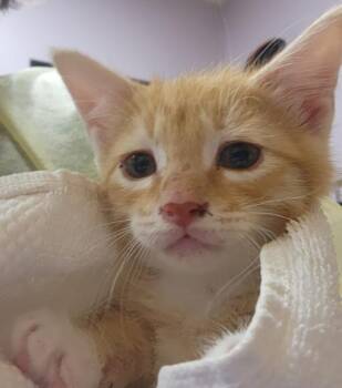 Domestic Short Hair Cats Available for Adoption in Vancouver, Washington - Tabor | PetCurious