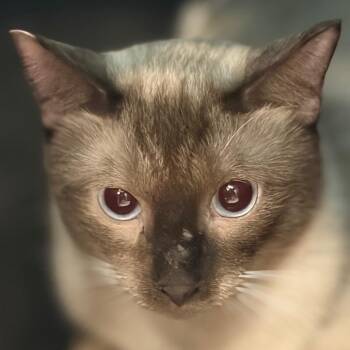 Jay -  Siamese Cat for Adoption in Lake Jackson, Texas - Jay | PetCurious