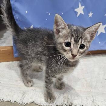 Max -  Domestic Short Hair Cat for Adoption in Harlingen, Texas - Max | PetCurious