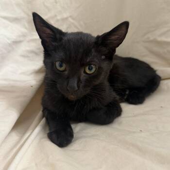 Pound -  Domestic Short Hair Cat for Adoption in Brea, California - Pound | PetCurious