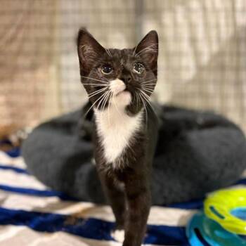 Laura -  Domestic Medium Hair Cat for Adoption in Lynchburg, Virginia - Laura | PetCurious