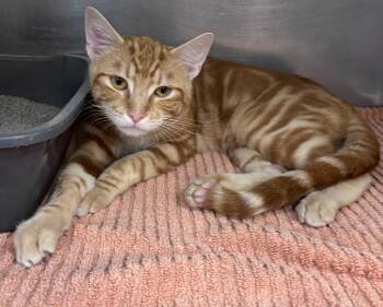 Tigger -  Domestic Short Hair Cat for Adoption in Little Rock, Arkansas - Tigger | PetCurious
