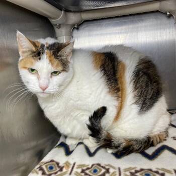 Patches -  Domestic Medium Hair Cat for Adoption in Roanoke, Virginia - Patches | PetCurious