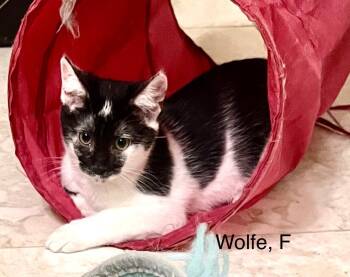 Rescue Domestic Short Hair Cats for Adoption in Tustin, California - Wolfie | PetCurious