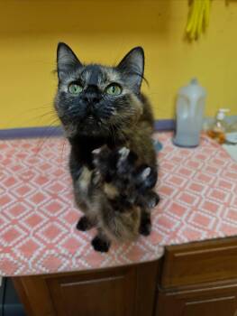 Delilah -  Tortoiseshell Cat for Adoption in Mcdonald, Pennsylvania - Delilah | PetCurious