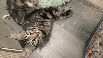Mbappe -  Maine Coon and Domestic Medium Hair Cat for Adoption in San Diego, California - Mbappe | PetCurious
