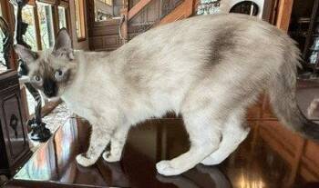 Coco -  Siamese and Tortoiseshell Cat for Adoption in Walnut Creek, California - Coco | PetCurious