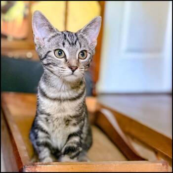 Domestic Short Hair and Tabby Cats Available for Adoption in Roswell, Georgia - Anna | PetCurious