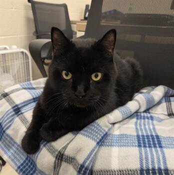 Rescue Domestic Short Hair Cats for Adoption in Barnstable, Massachusetts - BOO | PetCurious