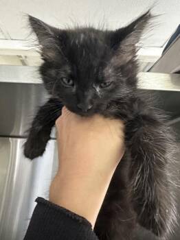 Toby -  Domestic Medium Hair Cat for Adoption in Vallejo, California - Toby | PetCurious