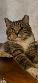 Jackson -  Domestic Short Hair Cat for Adoption in Kenhorst, Pennsylvania - Jackson | PetCurious