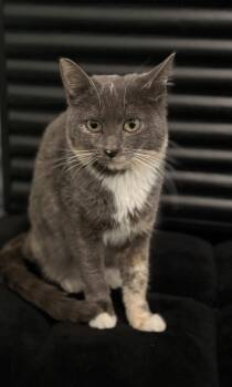 Russian Blue and Dilute Calico Cats Available for Adoption - Blue | PetCurious
