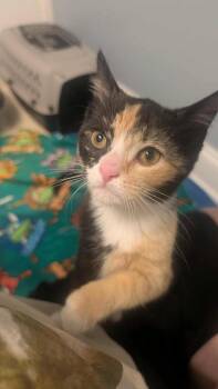 Domestic Short Hair Cats Available for Adoption - Half And Half | PetCurious