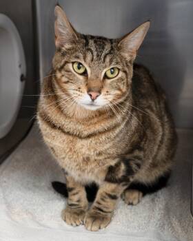 Mack -  Domestic Short Hair Cat for Adoption in Boone, Iowa - Mack | PetCurious