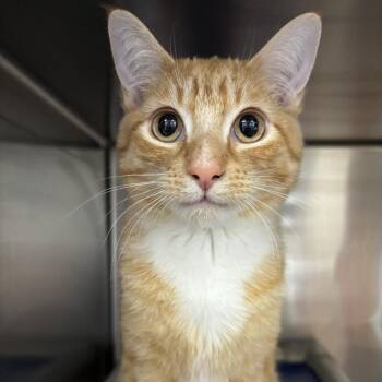 Domestic Short Hair Cats Available for Adoption - Garnett | PetCurious