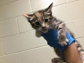 Domestic Short Hair Cats Available for Adoption in Thousand Palms, California - A1908180 | PetCurious