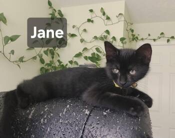 Jane -  Domestic Short Hair Cat for Adoption in Council Bluffs, Iowa - Jane | PetCurious
