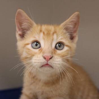 Domestic Short Hair Cats Available for Adoption in Champaign, Illinois - Pizza | PetCurious