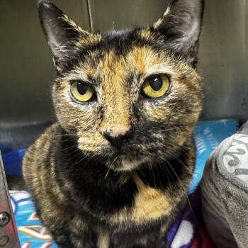 Barbara -  American Shorthair Cat for Adoption in Lilburn, Georgia - Barbara | PetCurious