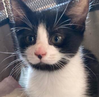 Rescue Domestic Short Hair Cats for Adoption in Durham, Connecticut - Kitten, Female 9 Weeks, Super Friendly! | PetCurious