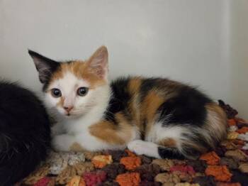 CALI -  Domestic Short Hair Cat for Adoption in Salinas, California - CALI | PetCurious