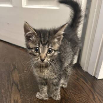 Tom Collins -  Domestic Short Hair Cat for Adoption in Evanston, Illinois - Tom Collins | PetCurious