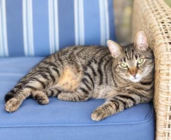 Tiger -  Domestic Short Hair and Tabby Cat for Adoption in Lake Monroe, Florida - Tiger | PetCurious