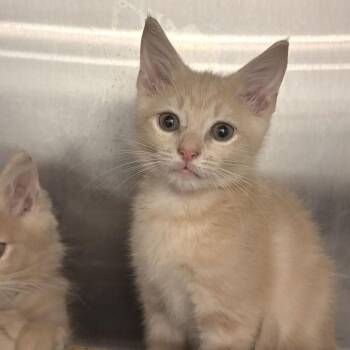 Pit stop -  Domestic Medium Hair Cat for Adoption in Marshall, Virginia - Pit Stop | PetCurious