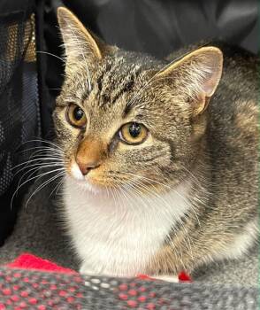 Rescue Tabby Cats for Adoption in Brighton, Tennessee - Pebbles (Jess-fostered In New England) | PetCurious