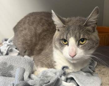 Bunny -  Domestic Short Hair Cat for Adoption in Mauston, Wisconsin - Bunny | PetCurious