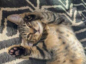 Linguine -  Tabby and Domestic Short Hair Cat for Adoption in Pompano Beach, Florida - Linguine | PetCurious