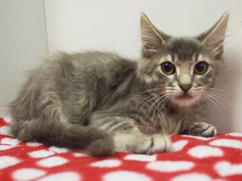BENTLY -  Domestic Short Hair Cat for Adoption in Sacramento, California - BENTLY | PetCurious