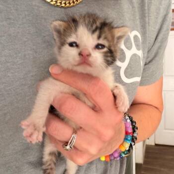 Domestic Short Hair Cats Available for Adoption in Evensville, Tennessee - Snickers | PetCurious