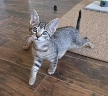 Rescue Domestic Short Hair Cats for Adoption in Rossville, Tennessee - Hazelnut | PetCurious